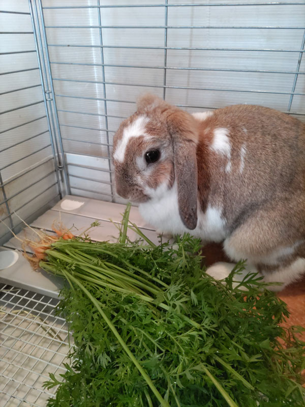 しろっぷちゃん