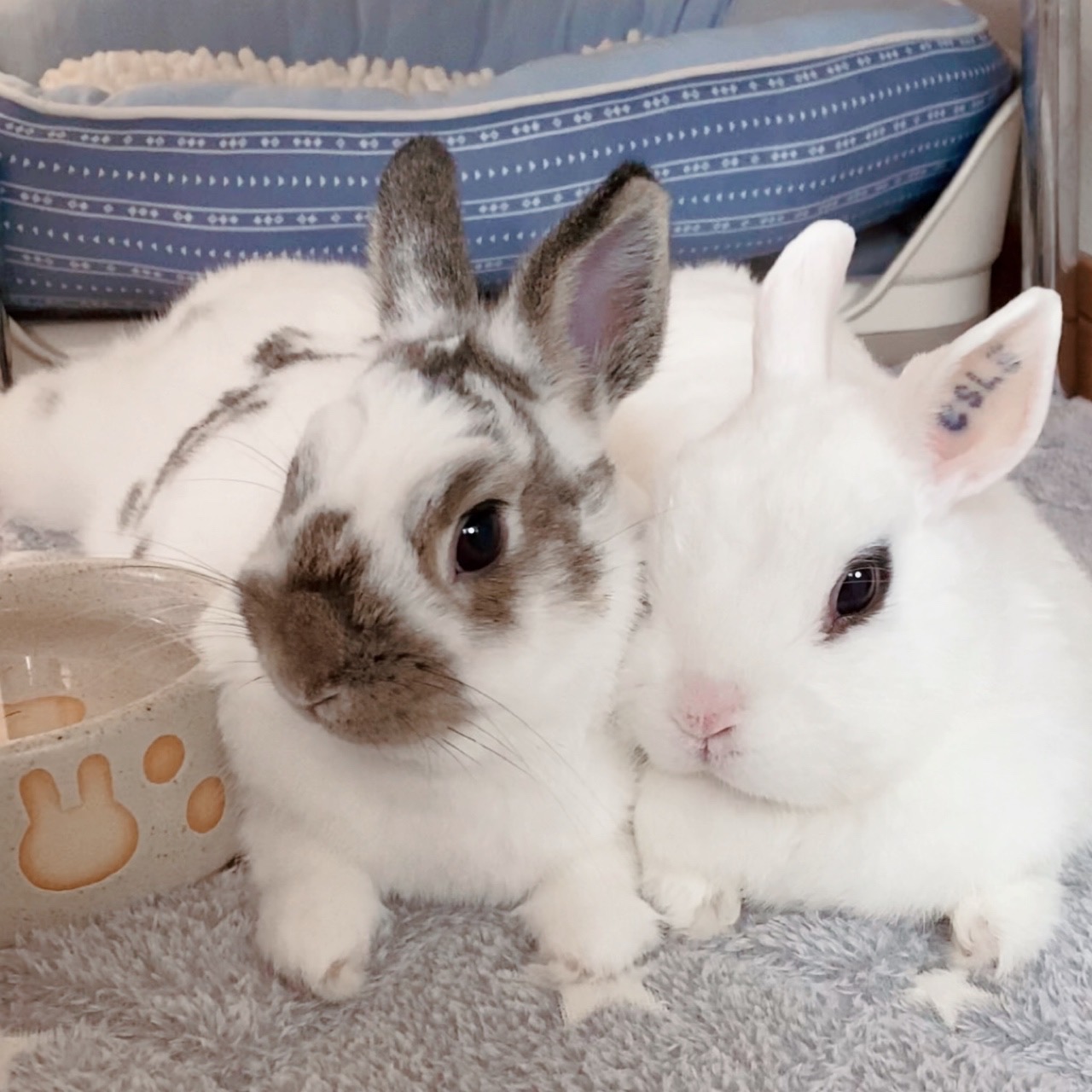 チェスくん＆チャロくん