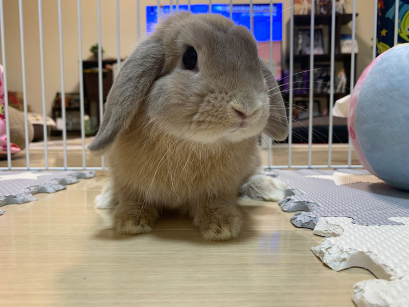 こごろうちゃん