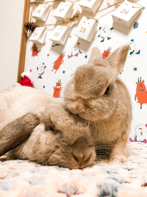 レイくんマリちゃん