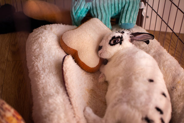 おにぎりちゃん