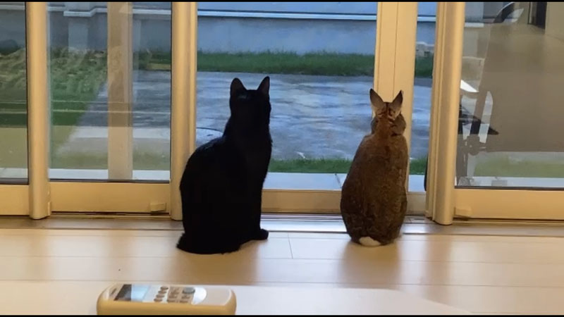 ぴょん子ちゃん