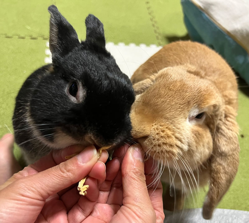 サスケくん♡ラムネちゃん