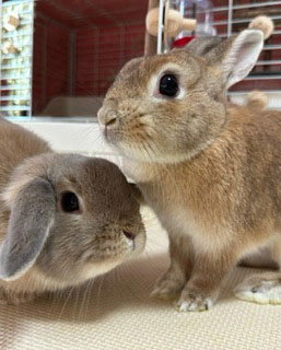 ニコちゃん リンちゃん