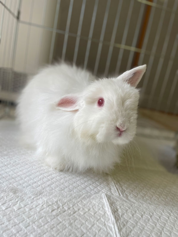 シフォンちゃん