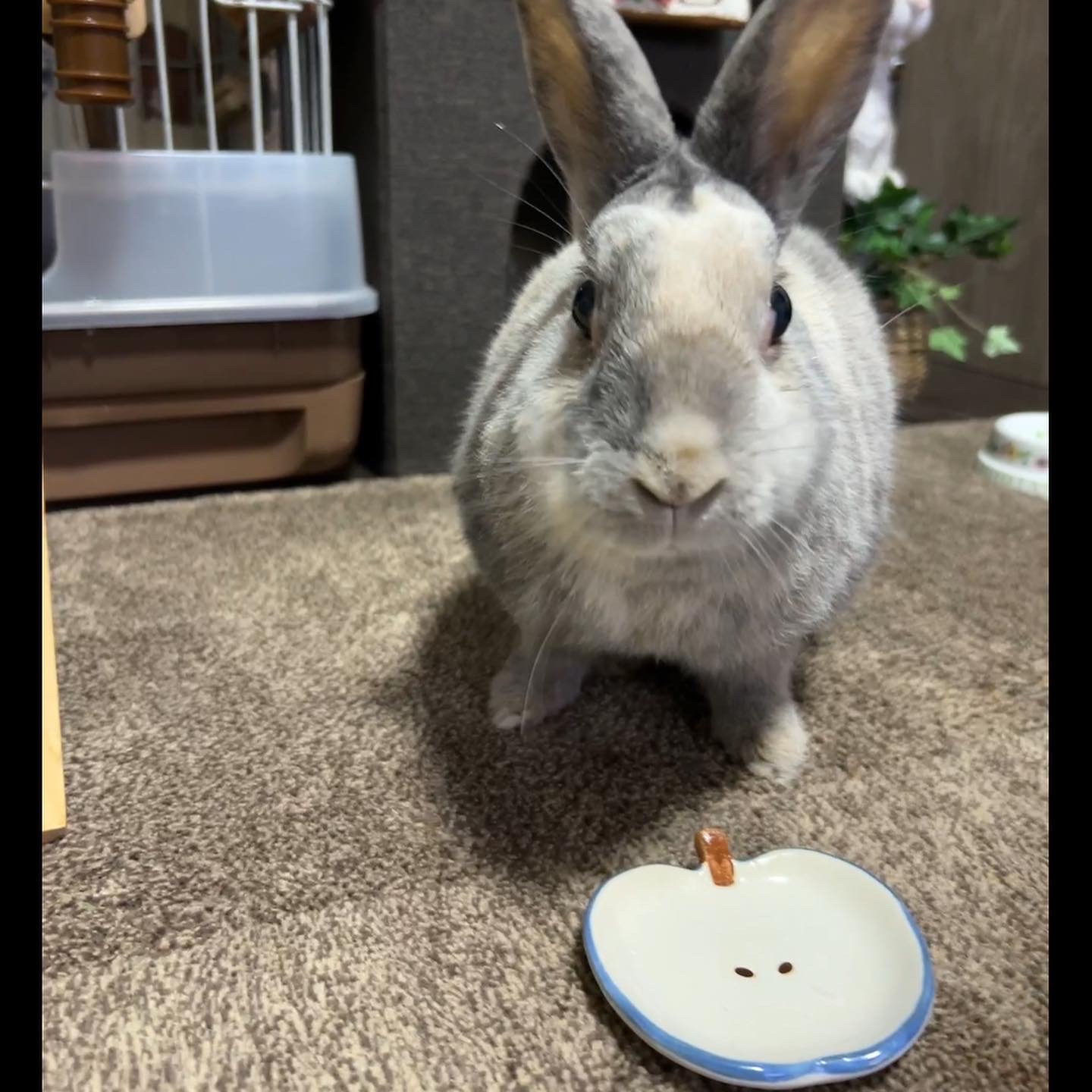 とよたんちゃん