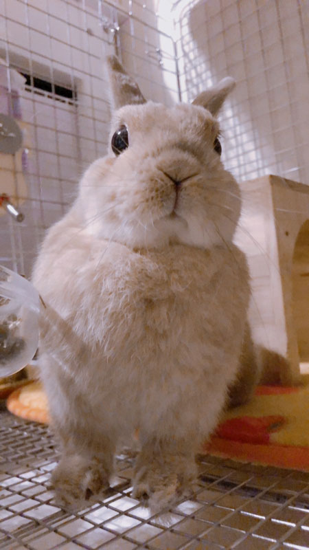 ダイヤモンドちゃん