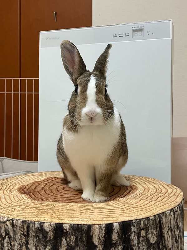 Lira（ライラ）ちゃん