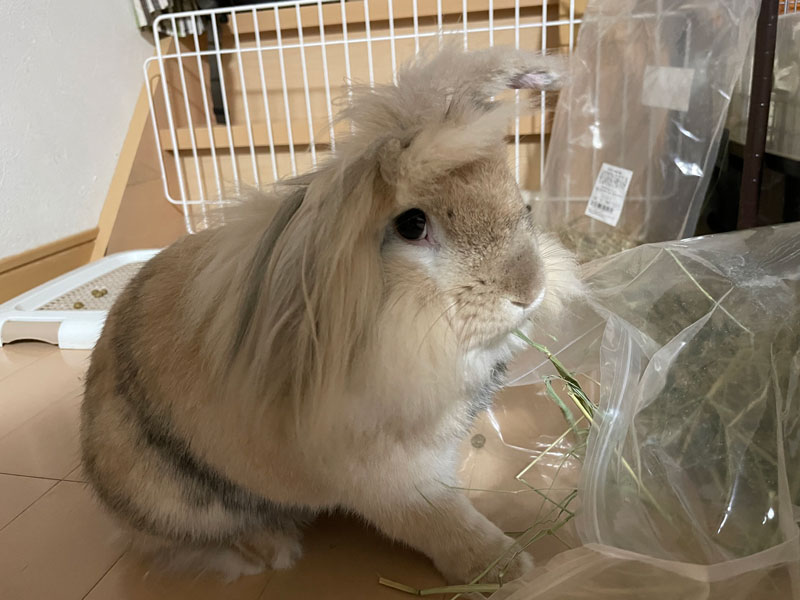 チャッピーくん