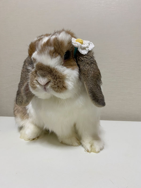 花(はる)ちゃん