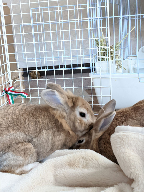 トニちゃんレオくん