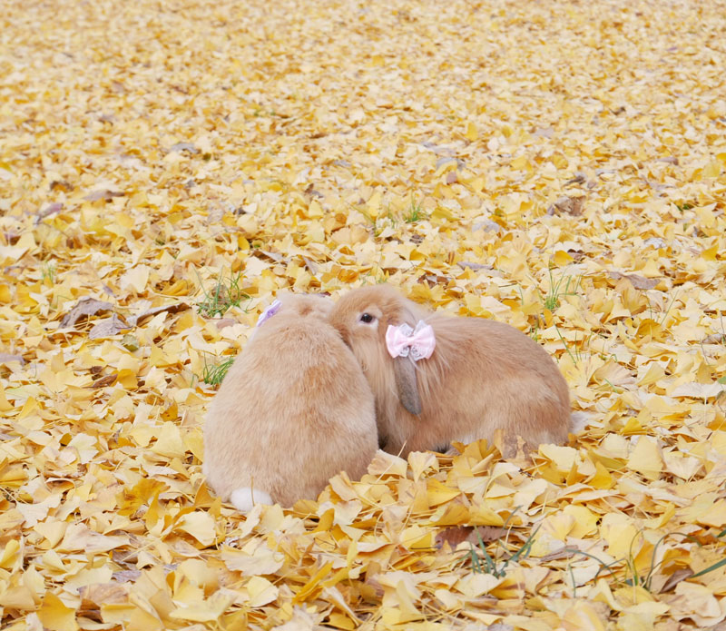 サニーちゃん メルちゃん