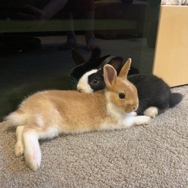 ふわちゃん・もこちゃん