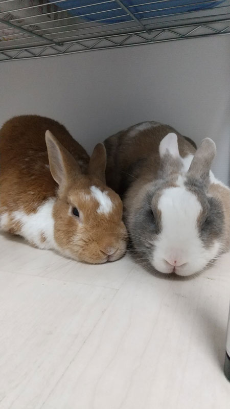 ちーくん、桃ちゃん