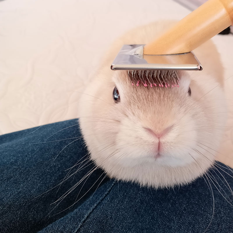 ファリンちゃん