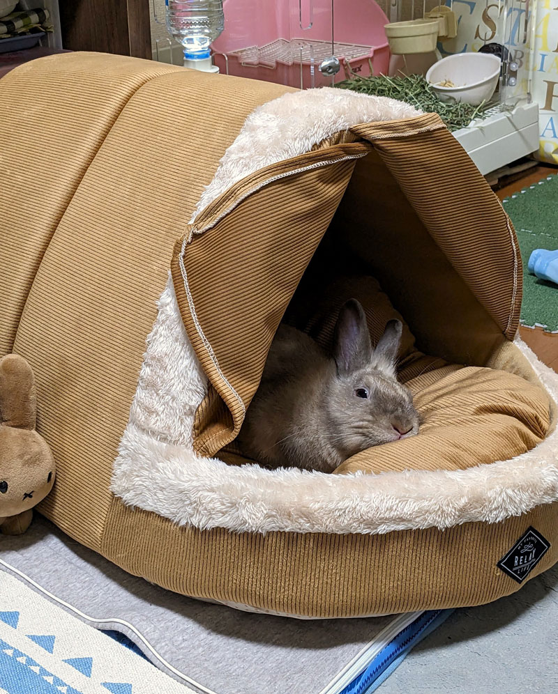 毛野（けの）ちゃん