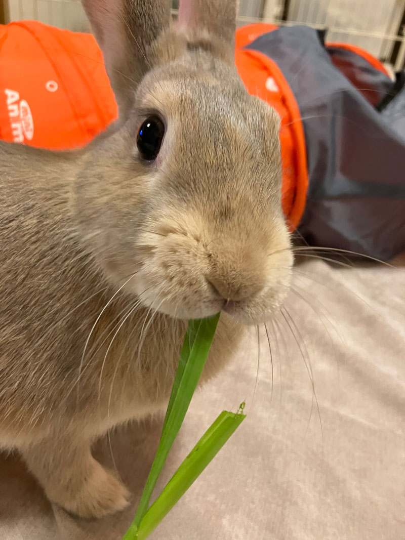 ミッフィーちゃん