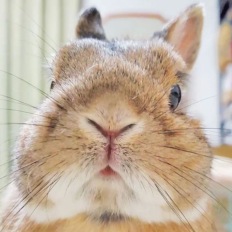 マシュマロくん