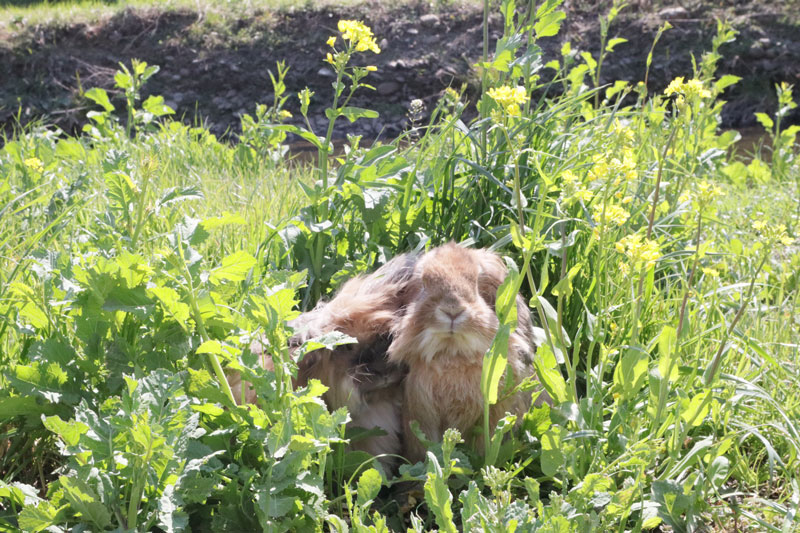 メルちゃん くりくん