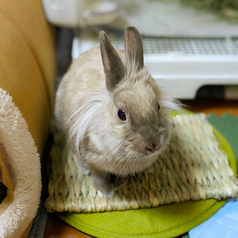 毛野（けの）ちゃん