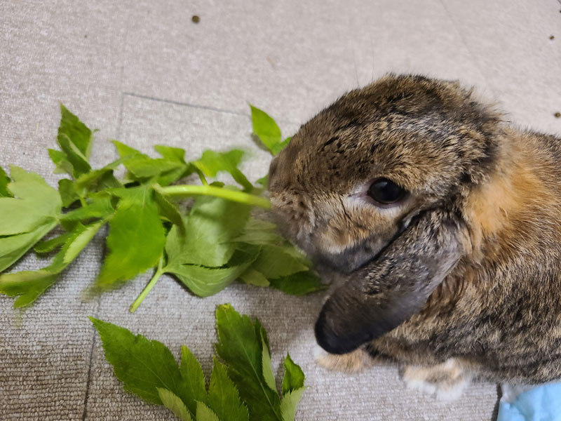 利平(りへい)くん