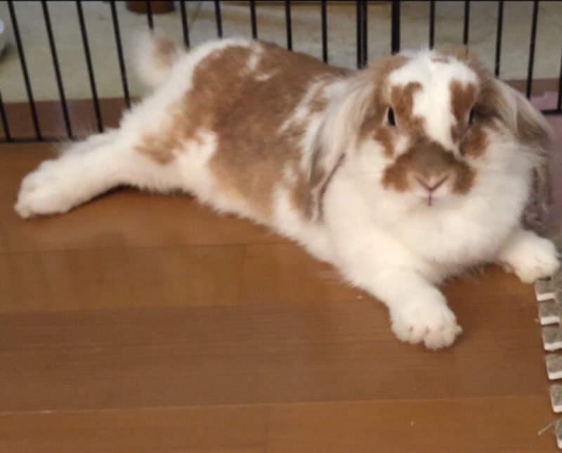 ティーラちゃん