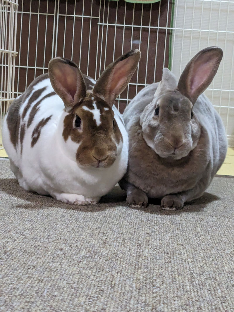 じゃん君まいちゃん