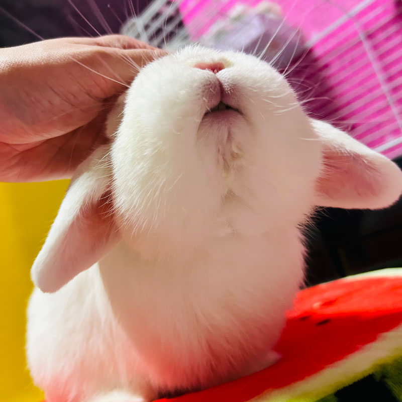 ロックルちゃん