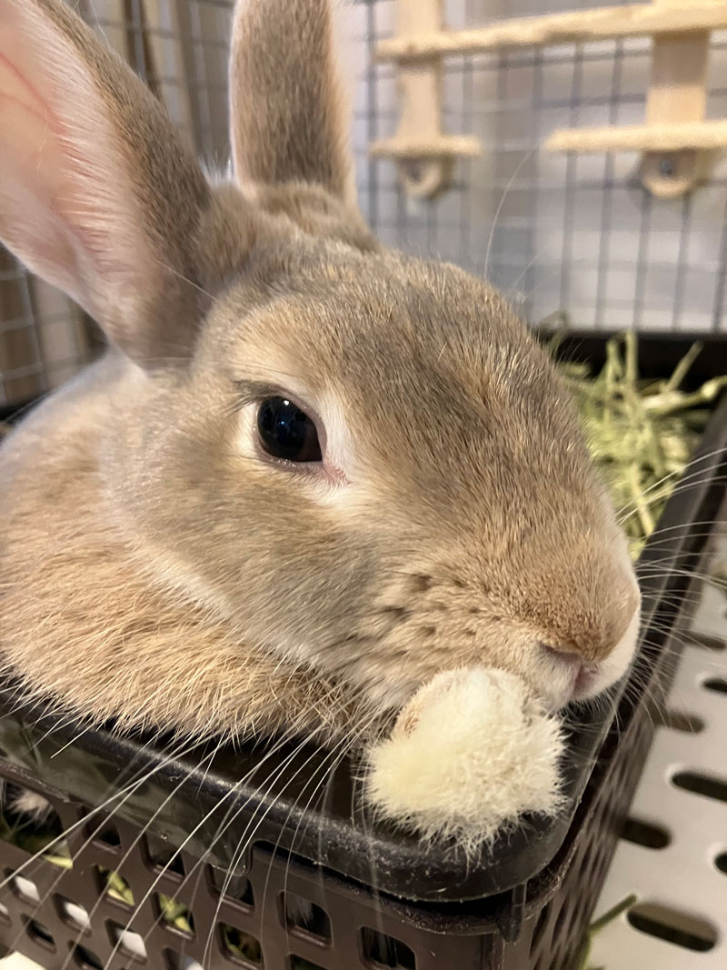 メロディーちゃん