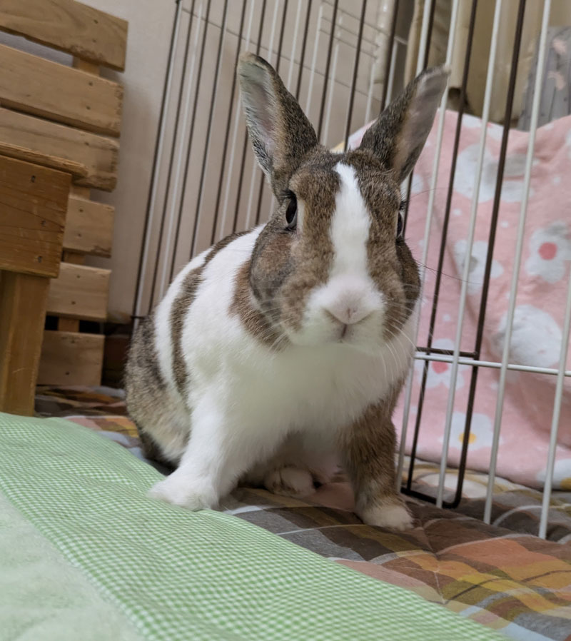 Lila（ライラ）ちゃん