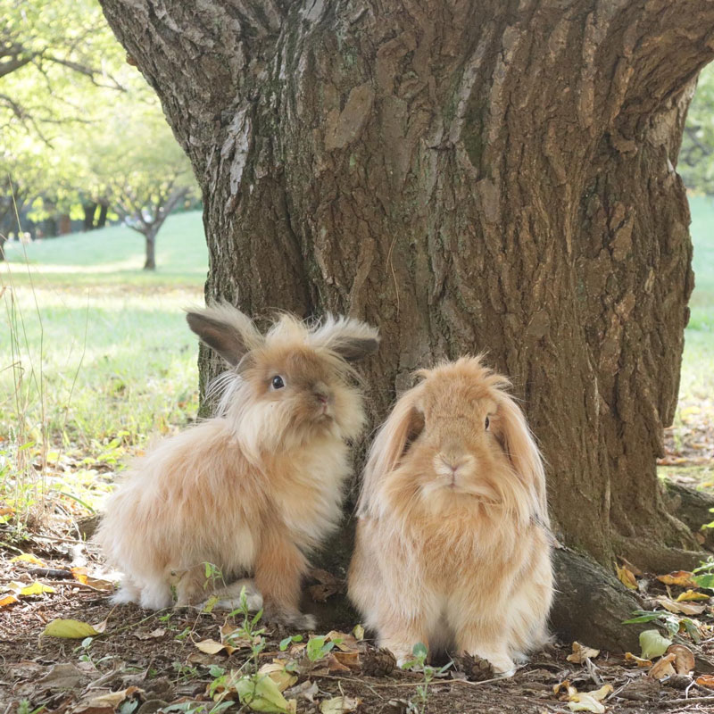 メル＆くりちゃん