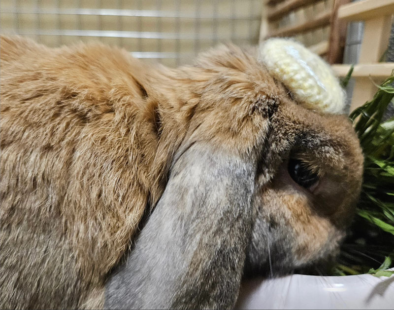 むーつーちゃん