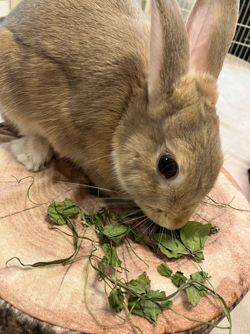 メロディーちゃん