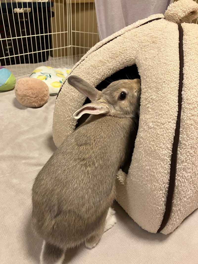 メロディーちゃん