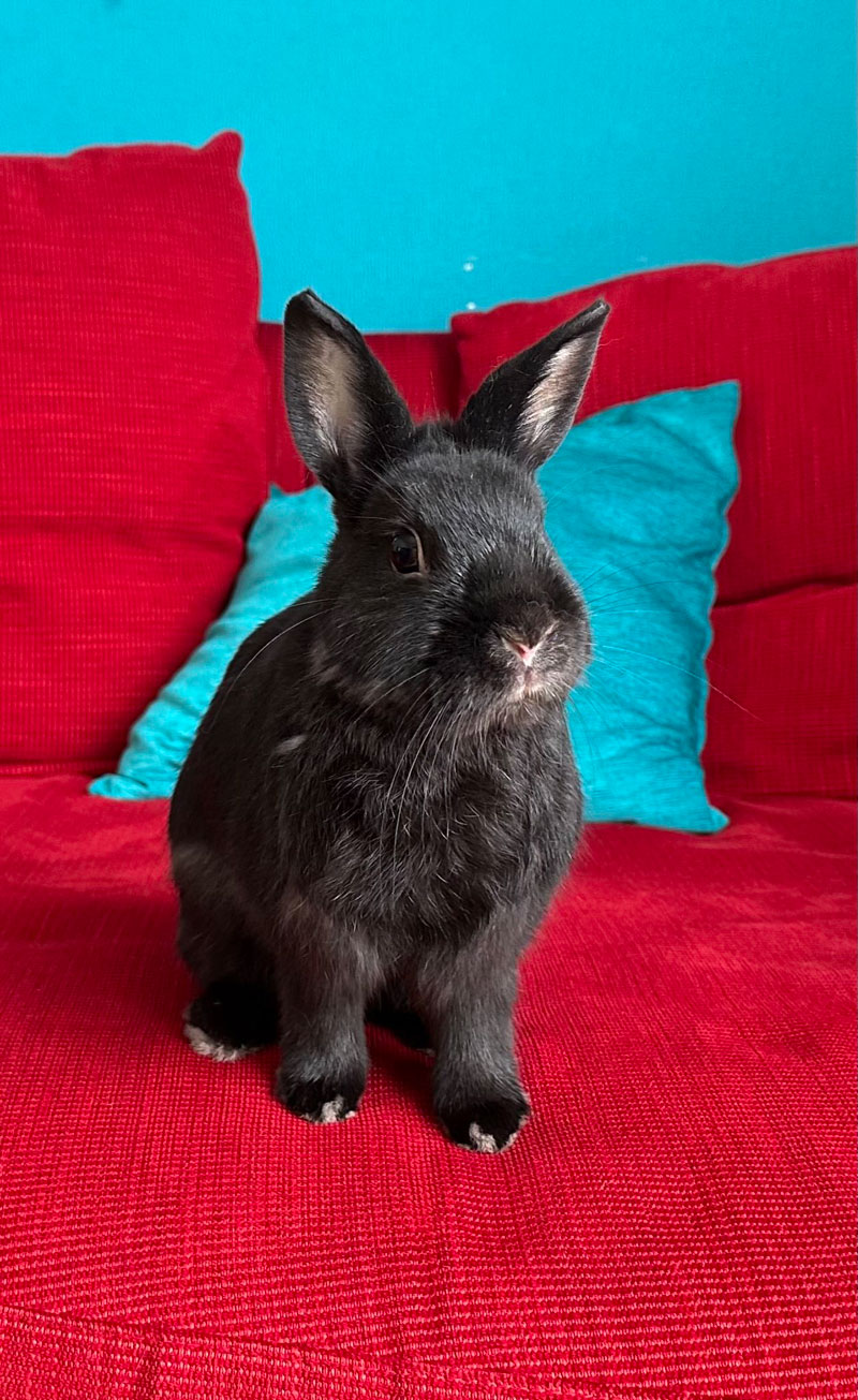 トッポかじるくん