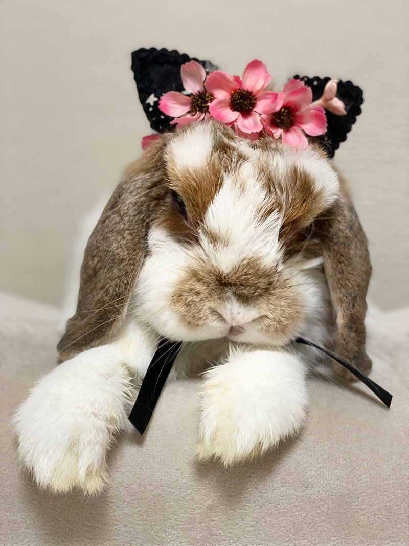 花(はる)ちゃん