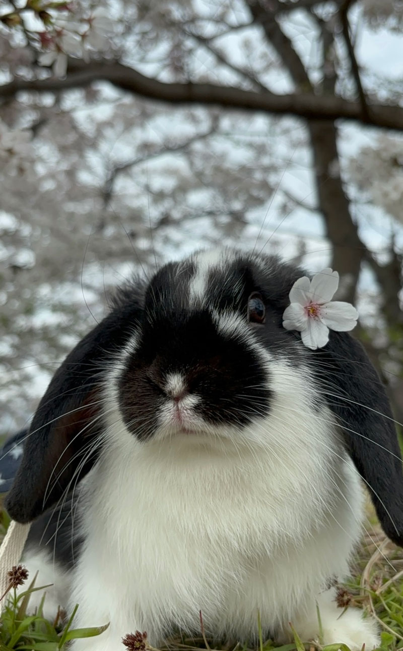 のあーるちゃん