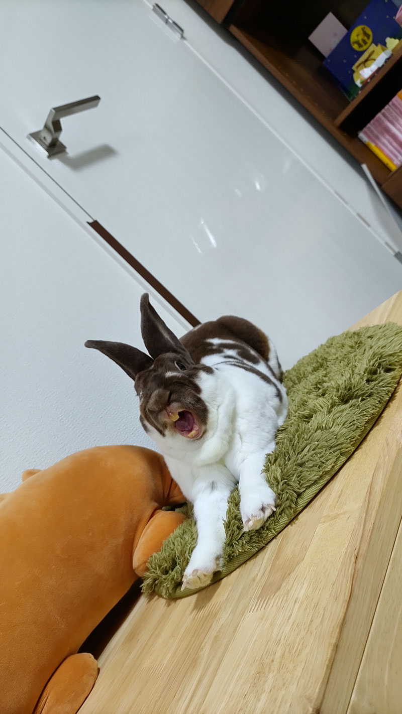 ちょこじろうくん