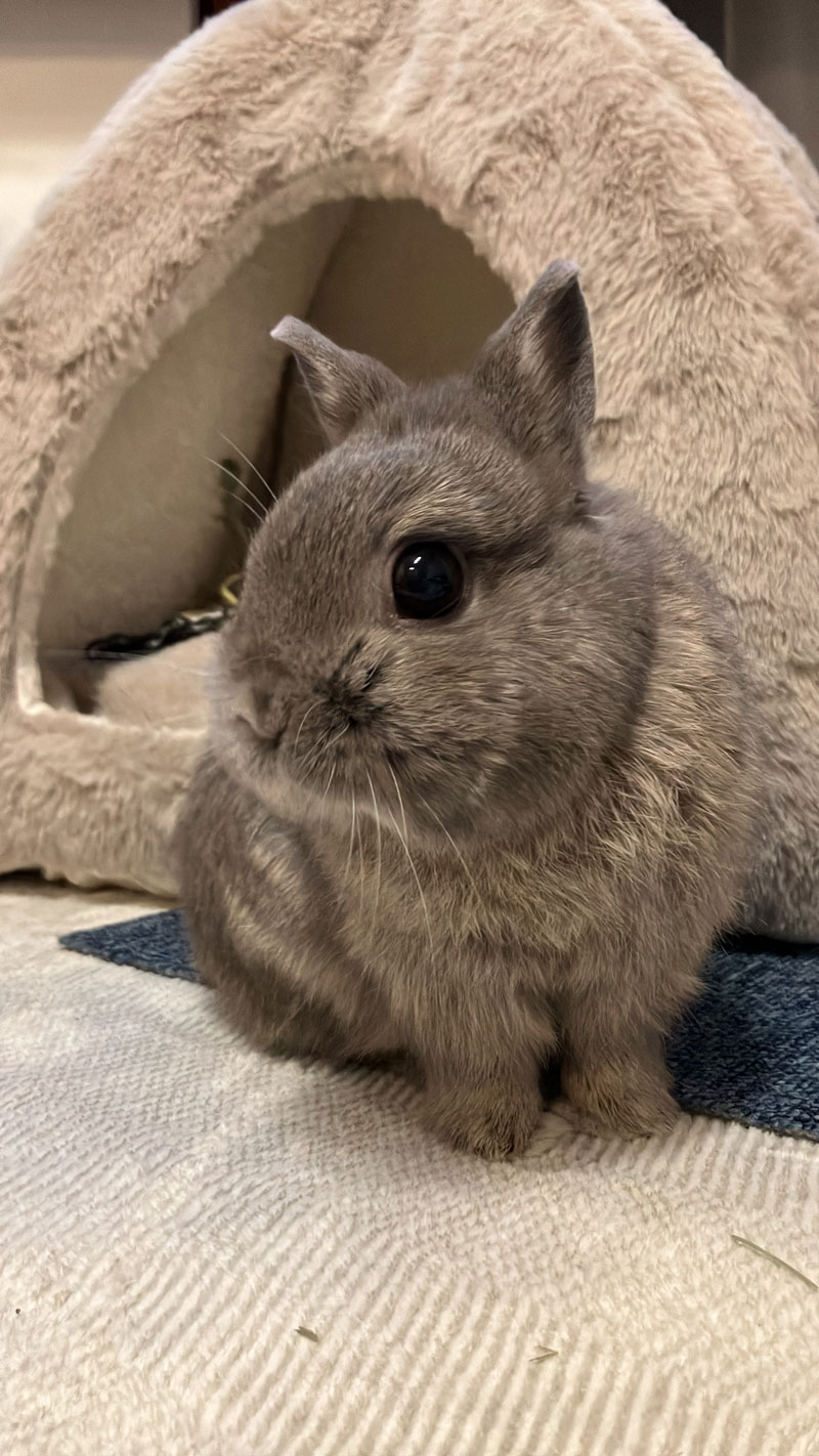 蘭（らん）くん