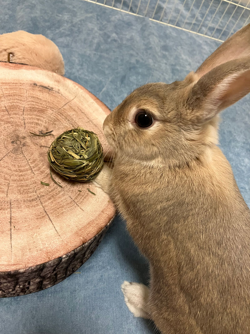 メロディーちゃん