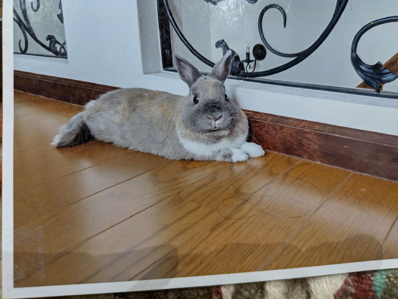 サニーベイくん