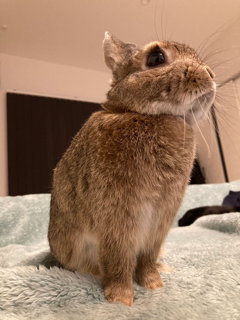 ぴょん子ちゃん