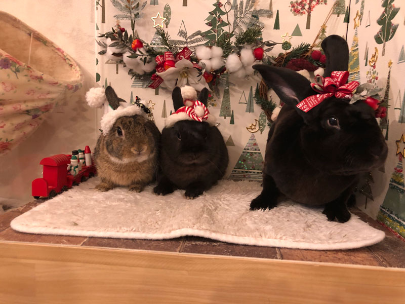 りあん・桜舞・ロイロくん