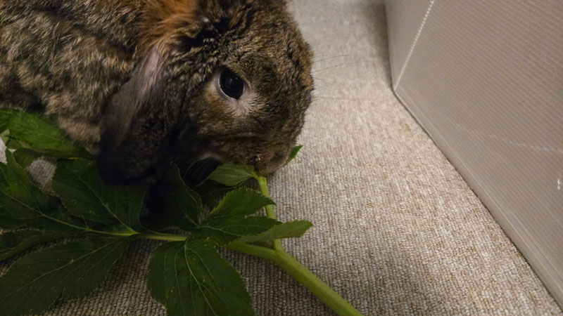 利平(りへい)くん