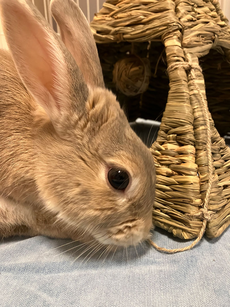 メロディーちゃん