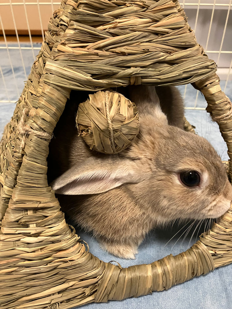 メロディーちゃん