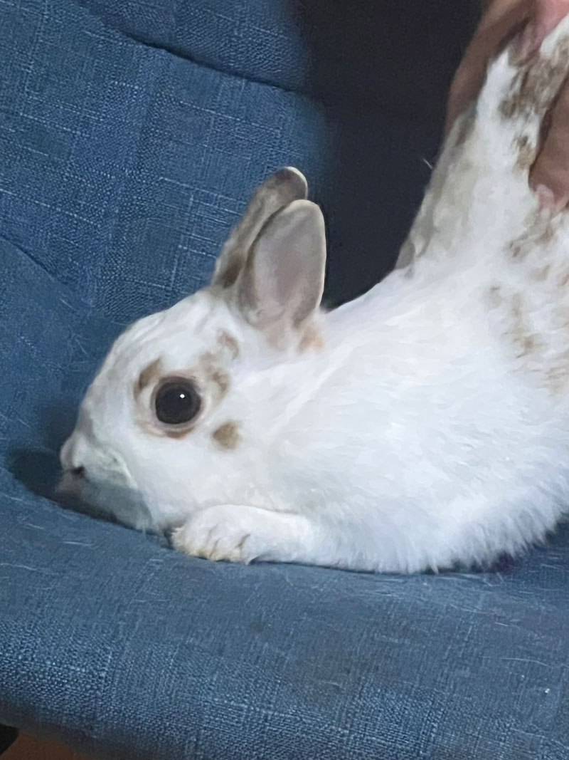 ちゅあんなちゃん