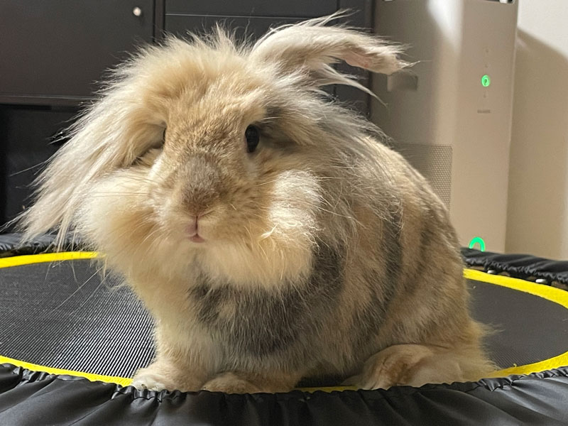 チャッピーくん