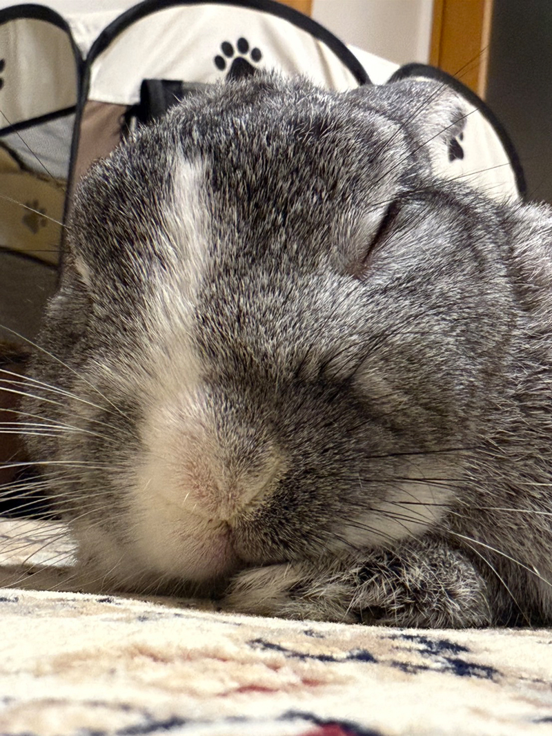 うさぎだ ぴょんくん