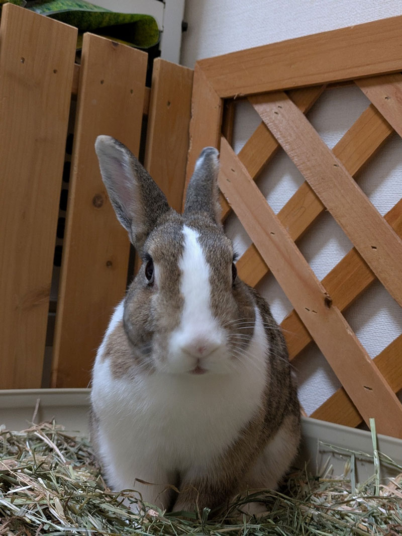 Lila（ライラ）ちゃん